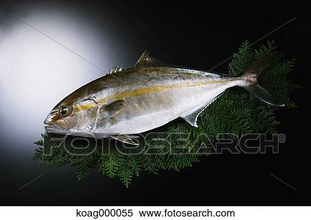 Greater amberjack View Large Photo Image Stock Photography - Greater amberjack . Fotosearch