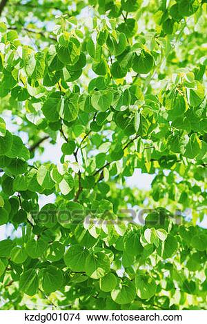 Picture - Green leaves. Fotosearch
