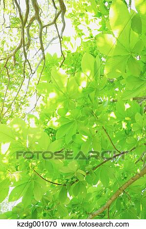 Stock Image - Green leaves. Fotosearch
