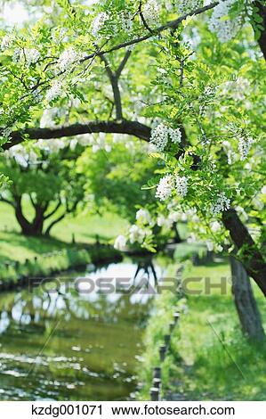 Green leaves View Large Photo Image Stock Image - Green leaves. Fotosearch