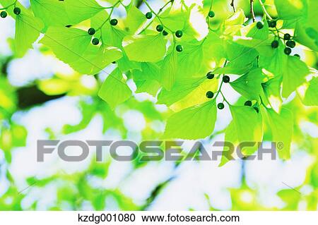 Stock Image - Green leaves. Fotosearch