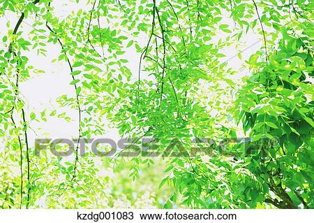Green leaves View Large Photo Image Stock Image - Green leaves. Fotosearch