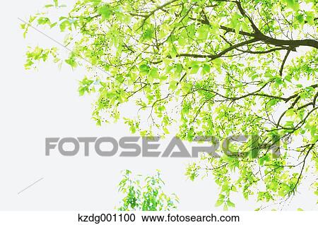 Stock Image - Green leaves. Fotosearch