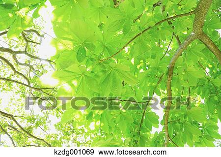 Stock Photo - Green leaves. Fotosearch