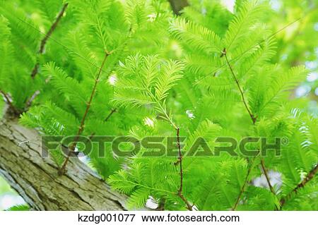 Stock Photo - Green leaves. Fotosearch