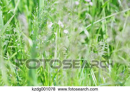 Stock Photo - Green leaves. Fotosearch
