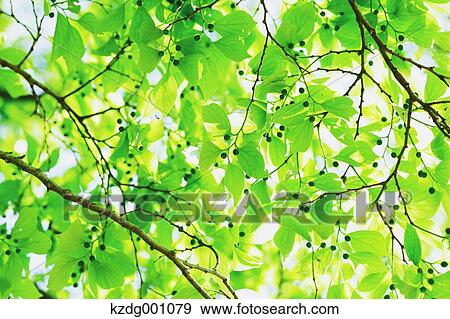 Stock Photo - Green leaves. Fotosearch