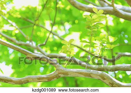 Stock Photo - Green leaves. Fotosearch