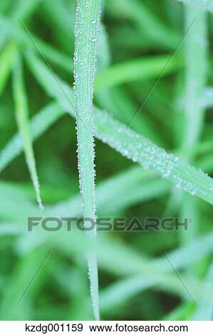 Stock Photo - Green leaves. Fotosearch