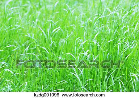 Stock Photograph - Green leaves. Fotosearch