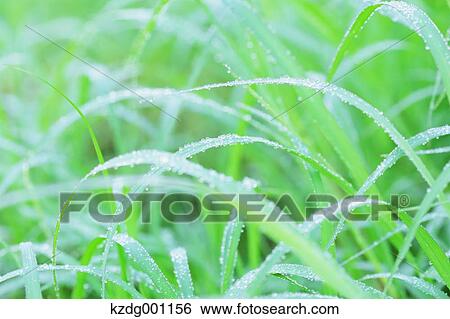 Green leaves View Large Photo Image Stock Photograph - Green leaves. Fotosearch