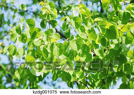 Stock Photography - Green leaves. Fotosearch