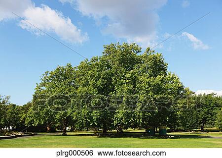 Launceston, Australia View Large Photo Image Stock Photograph - Launceston, Australia. Fotosearch