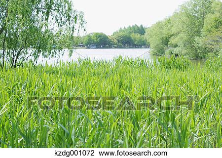 Stock Image - Mizumoto Park, Tokyo, Japan. Fotosearch