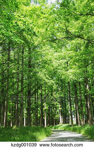 Stock Photo - Mizumoto Park, Tokyo, Japan. Fotosearch