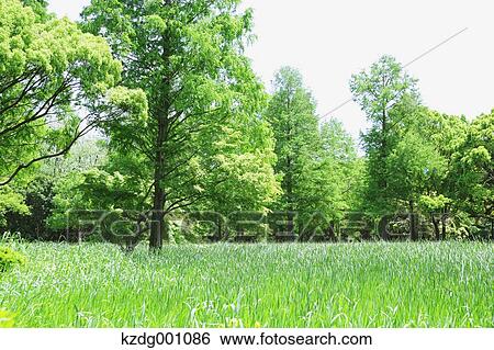 Mizumoto Park, Tokyo, Japan View Large Photo Image Stock Photograph - Mizumoto Park, Tokyo, Japan. Fotosearch