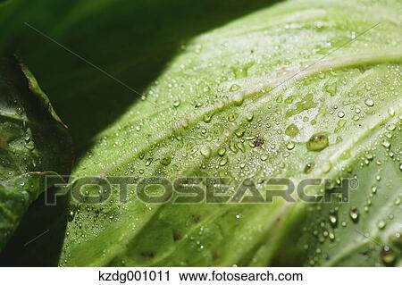 Organic cabbage View Large Photo Image Stock Image - Organic cabbage . Fotosearch