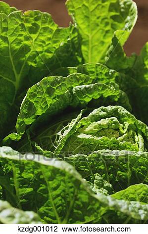 Organic cabbage View Large Photo Image Stock Image - Organic cabbage . Fotosearch