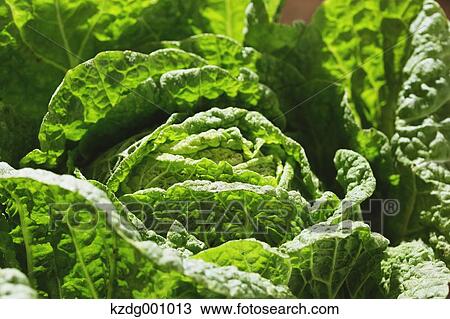 Organic cabbage View Large Photo Image Stock Image - Organic cabbage . Fotosearch