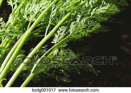 Organic carrots View Large Photo Image Stock Photo - Organic carrots . Fotosearch