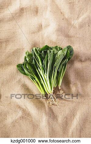 Stock Image - Organic Spinach . Fotosearch