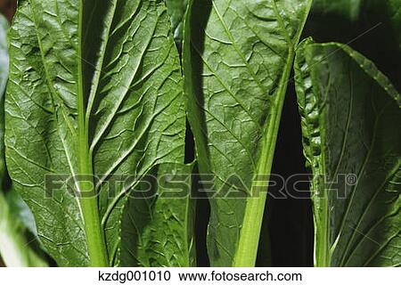 Stock Image - Organic Spinach . Fotosearch
