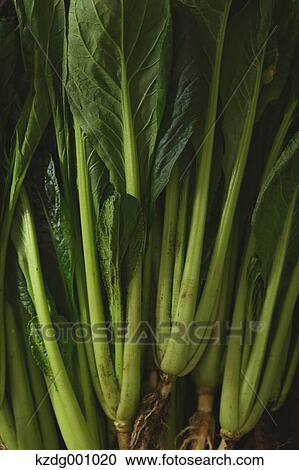 Stock Image - Organic Spinach . Fotosearch