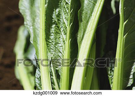 Organic Spinach View Large Photo Image Stock Photo - Organic Spinach . Fotosearch