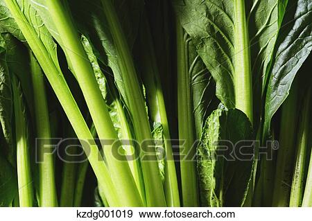 Stock Photo - Organic Spinach . Fotosearch