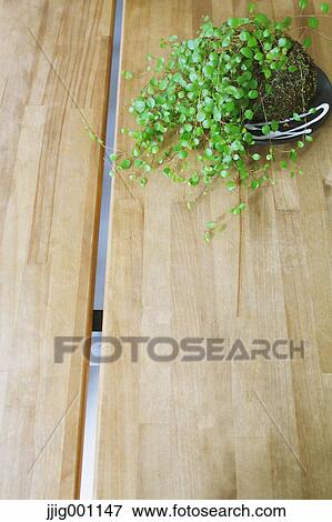 Plant and table View Large Photo Image Stock Photo - Plant and table . Fotosearch