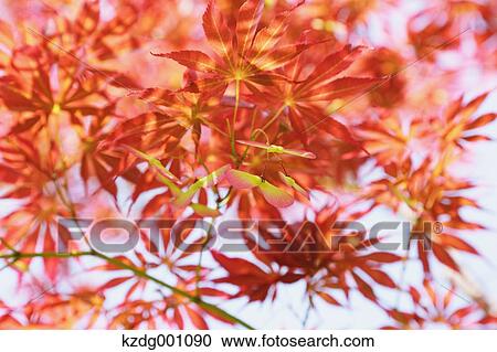 Red maple leaves View Large Photo Image Stock Image - Red maple leaves. Fotosearch