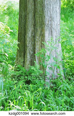 Picture - Tree and green leaves. Fotosearch