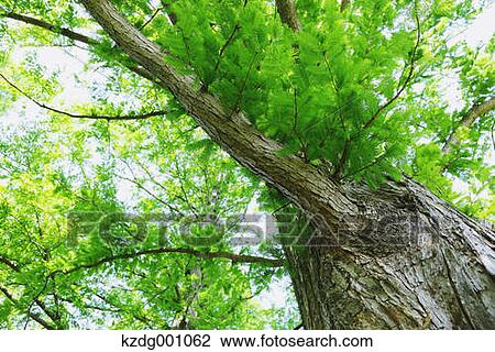 Tree and green leaves View Large Photo Image Stock Image - Tree and green leaves. Fotosearch