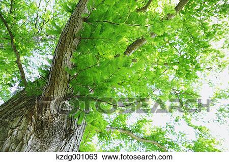 Tree and green leaves View Large Photo Image Stock Image - Tree and green leaves. Fotosearch