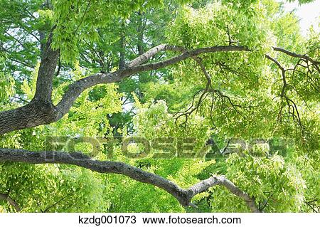 Tree and green leaves View Large Photo Image Stock Image - Tree and green leaves. Fotosearch