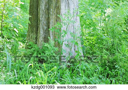 Tree and green leaves View Large Photo Image Stock Image - Tree and green leaves. Fotosearch