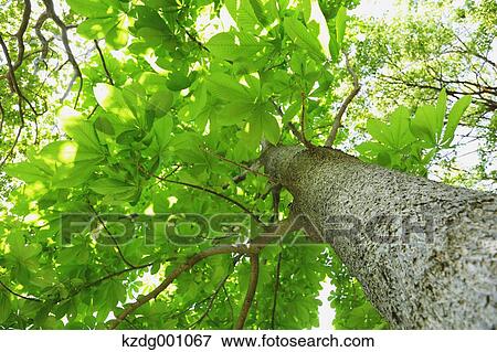 Stock Photo - Tree and green leaves. Fotosearch