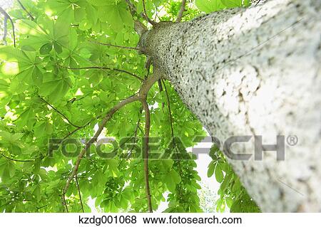 Tree and green leaves View Large Photo Image Stock Photo - Tree and green leaves. Fotosearch