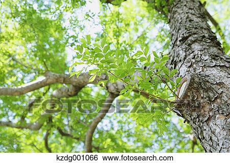 Tree and green leaves View Large Photo Image Stock Photograph - Tree and green leaves. Fotosearch