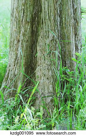 Stock Photography - Tree and green leaves. Fotosearch