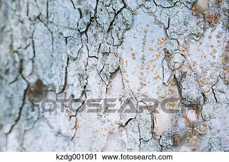 Stock Image - Tree bark. Fotosearch