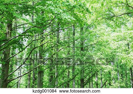 Picture - Trees and greenery. Fotosearch