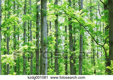 Stock Image - Trees and greenery. Fotosearch