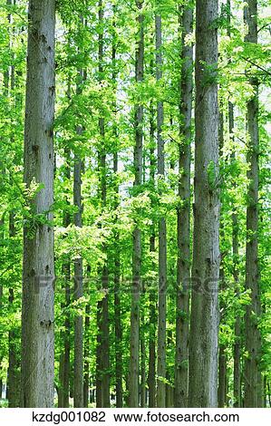 Stock Image - Trees and greenery. Fotosearch