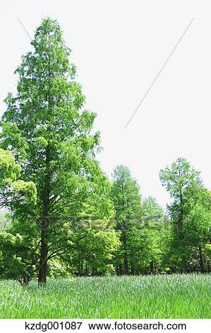 Stock Photo - Trees and greenery. Fotosearch