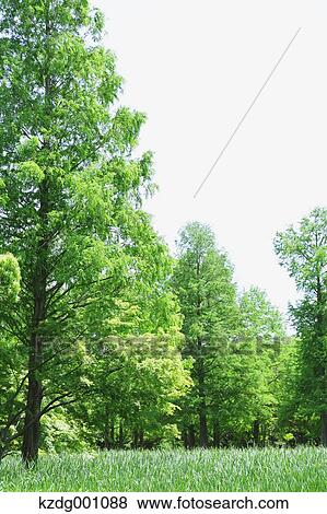 Trees and greenery View Large Photo Image Stock Photo - Trees and greenery. Fotosearch