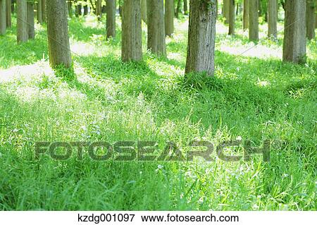 Stock Photo - Trees and greenery. Fotosearch