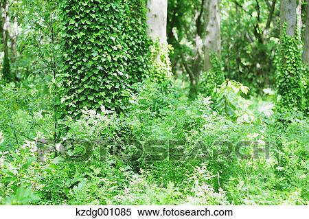 Stock Photography - Trees and greenery. Fotosearch