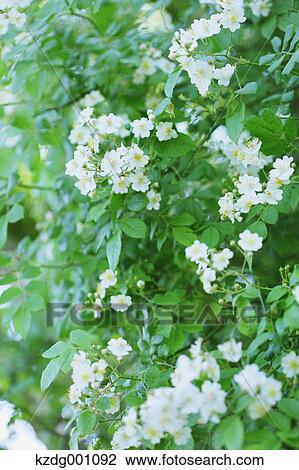 White flowers View Large Photo Image Stock Image - White flowers. Fotosearch