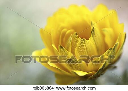 Adonis View Large Photo Image Picture - Adonis. Fotosearch